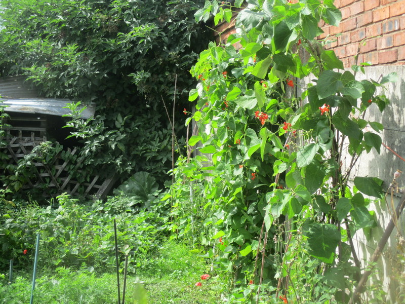 runner beans